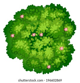 Illustration of a birdeye view of a plant on a white background