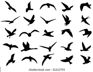 Illustration of birds