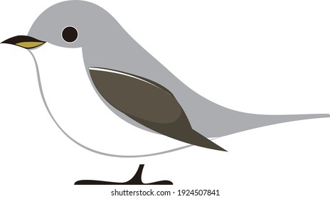 illustration of birds (Asian Brown Flycatcher)