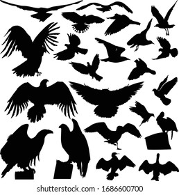 illustration with birds collection isolated on white background