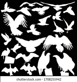 illustration with birds collection isolated on black background