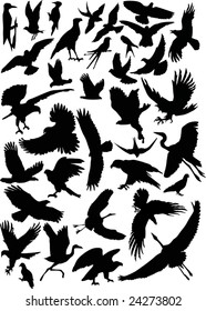 illustration with birds collection isolated on white background