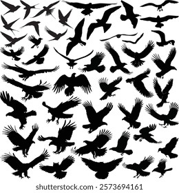 illustration with birds collection isolated on white background