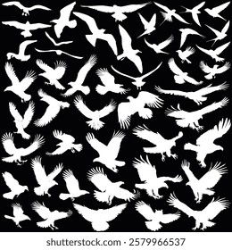 illustration with birds collection isolated on black background