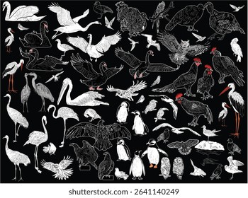 illustration with birds collection on black background
