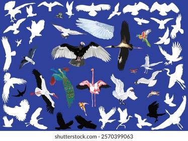 illustration with birds collection on blue background