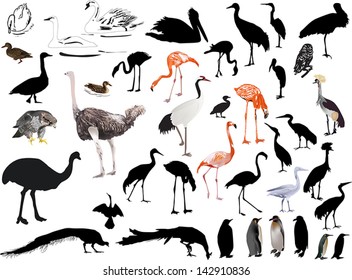 illustration with birds collection on white background