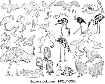 illustration with birds collection on white background