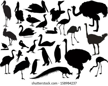 illustration with birds collection on white background