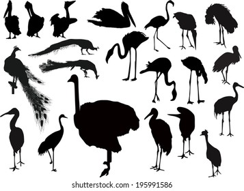 illustration with birds collection on white background