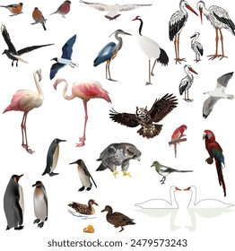 illustration with birds collection on white background