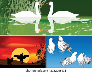 illustration with birds couples compositions