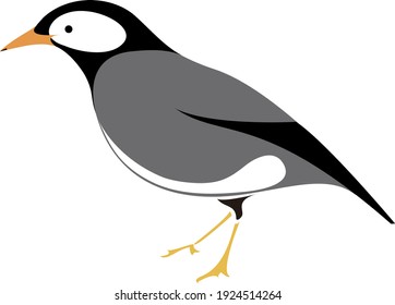 illustration of birds (gray starling)