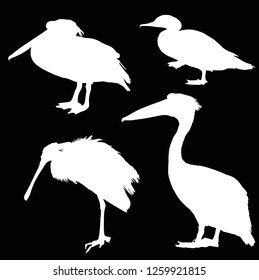 illustration with birds isolated on black background