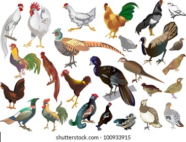 illustration with birds isolated on white background