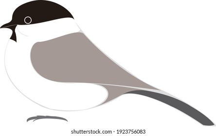 illustration of birds (Marsh tit)