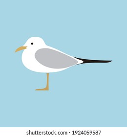 illustration of birds (seagull bird)