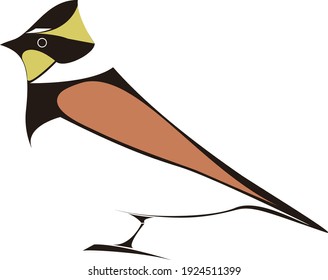 illustration of birds (Yellow throated Bunting)