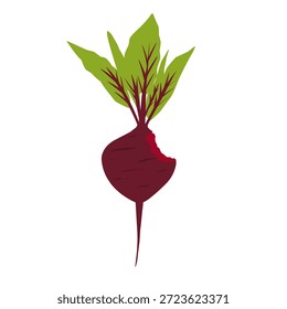 Illustration of a bitten beetroot. Beetroot with green leaves. Beetroot vegetable. Healthy food. Flat design. Illustration of beetroot in cartoon style