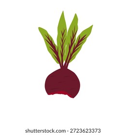 Ilustración de una remolacha mordida. Remolacha con hojas verdes. Remolacha vegetal. Comida saludable. Diseño plano. Ilustración de remolacha en estilo de dibujos animados
