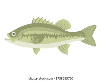 Illustration of black bass of freshwater fish.