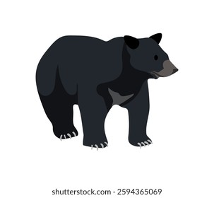 Illustration of a black bear standing on a white background, showcasing its strong body and dark fur.