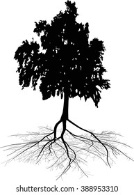 illustration with black birch and root isolated on white background