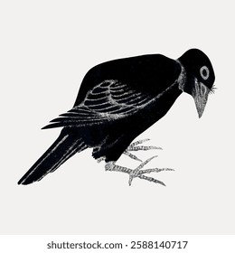 Illustration of a black bird with detailed feathers. The bird is perched, showcasing its intricate feather patterns. Black bird, artistic, detailed feathers. Vintage bird illustration vector.