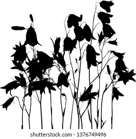 illustration with black campanula flowers isolated on white background