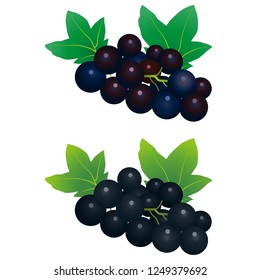 Illustration of the black currant
