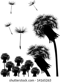 illustration with black dandelions on white background