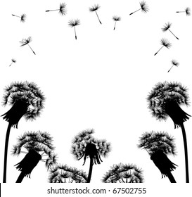 illustration with black dandelions on white background