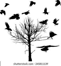 illustration with black dry large tree and crows silhouettes isolated on white background