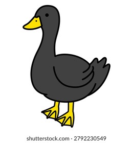 Illustration of a black duck
