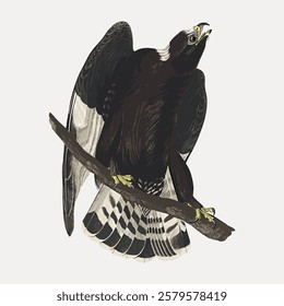 Illustration of a black eagle perched on a branch. The eagle's wings are spread, with detailed feathers. The eagle's beak is slightly open, adding dynamic energy. Vintage bird illustration vector.