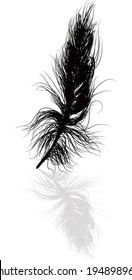 illustration with black feather and shadow isolated on white background