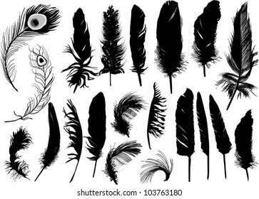 illustration with black feathers isolated on white background