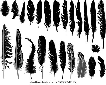 illustration with black feathers isolated on white background