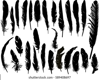 ilustración con plumas negras aisladas en fondo blanco