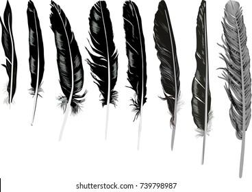 illustration with black feathers on white background