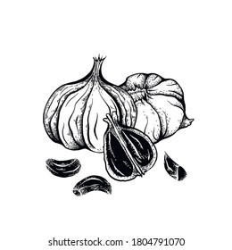 Illustration of black fermented garlic with hatching. Product for health and longevity. Useful seasoning for Asian dishes. Natural sweetener. Vector engraved element for menu, recipes and your design