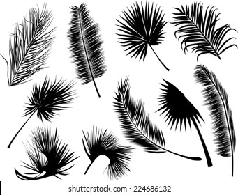 illustration with black fern and palm leaves isolated on white background