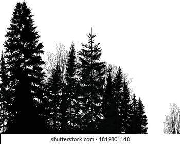 illustration with black forest isolated on white background