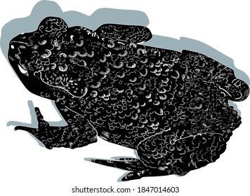 illustration with black frog isolated on white background