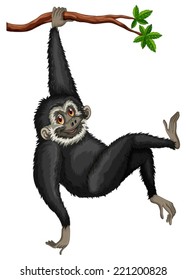 Illustration of a black gibbon hanging