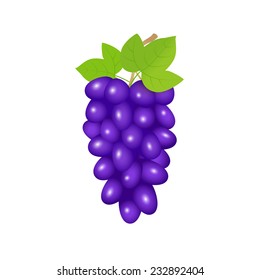 Illustration of black grapes branch