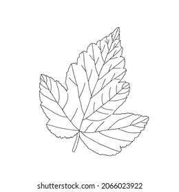 Illustration of a black hawthorn leaf isolated on a white background