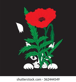 illustration of a black kitten white paws muzzle tail tip hiding behind a red poppy flower with green leaves on a black background vector