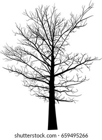illustration with black large tree silhouette isolated on white background