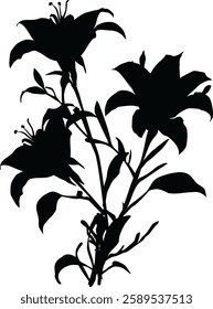 illustration with black lily flower silhouette isolated on white background